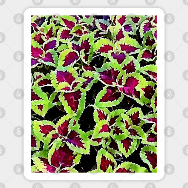 coleus leaves pattern Magnet by Banyu_Urip